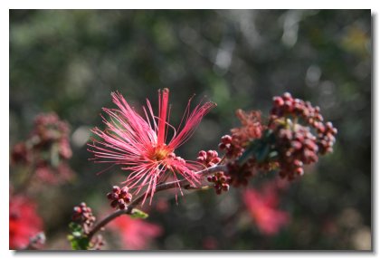 Tucson (29)   Fairy Duster